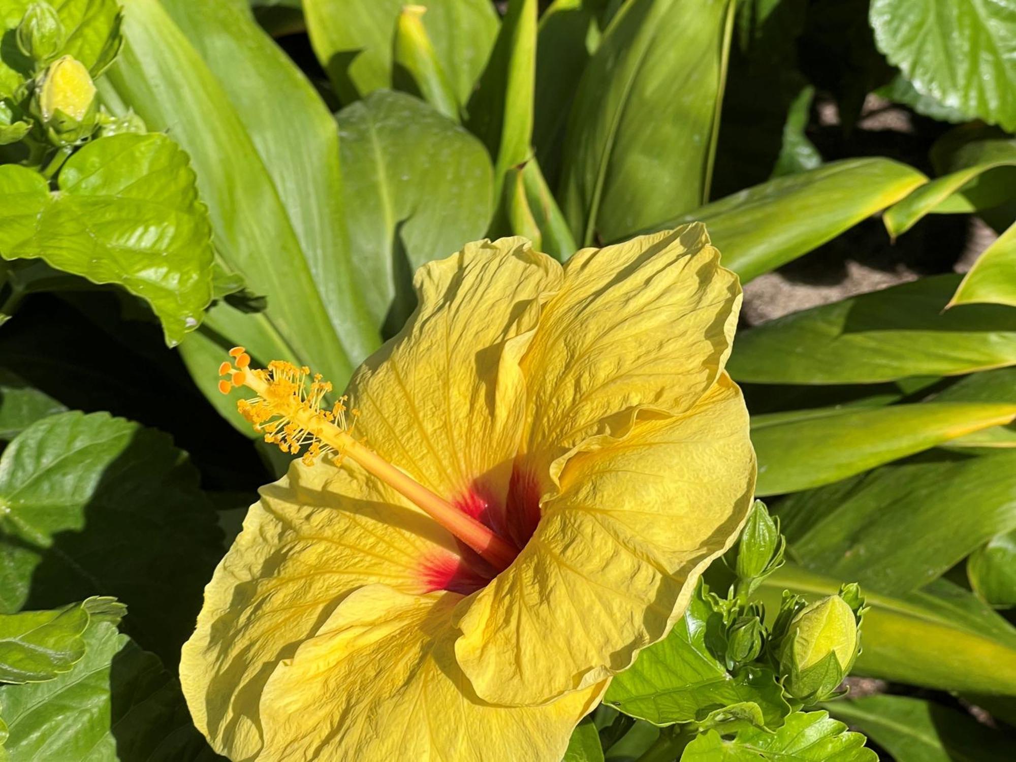 First International Hawaii * Honolulu